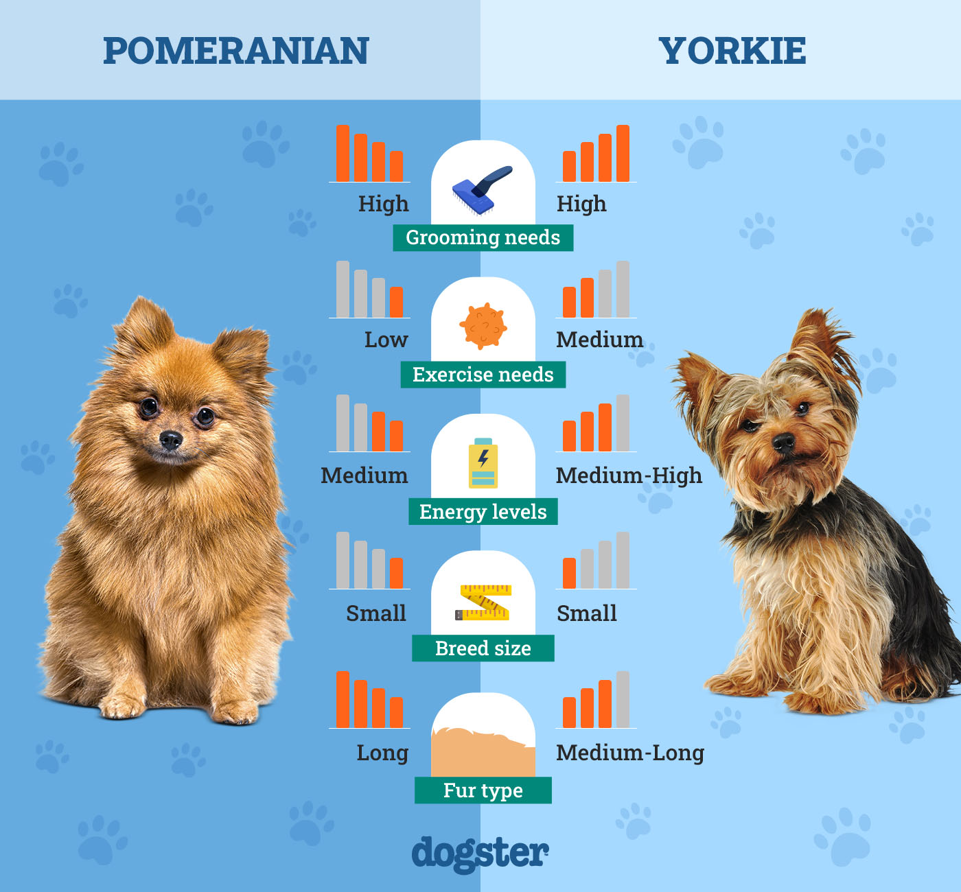 Dogster_Side by Side Comparison_Teacup Pomeranian vs Yorkie