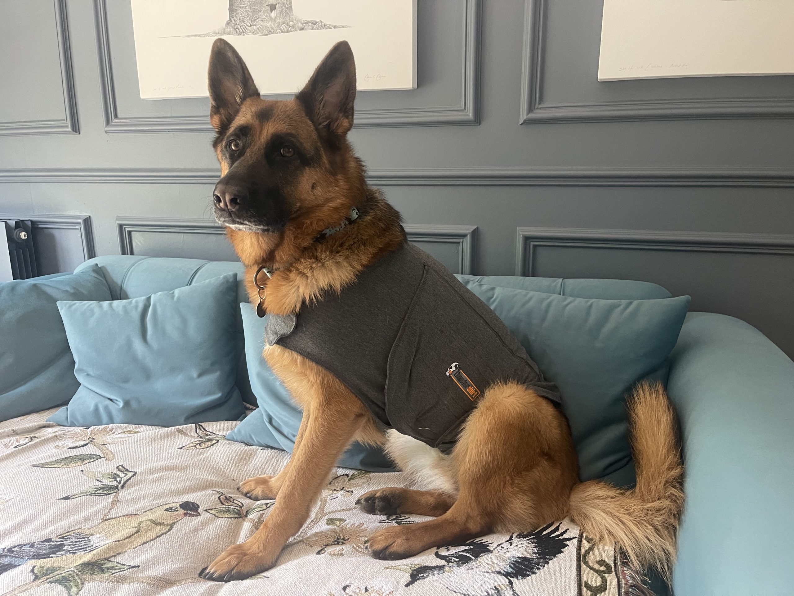 Do Body Wraps Truly Help Dogs With Anxiety? (Vet Answer)