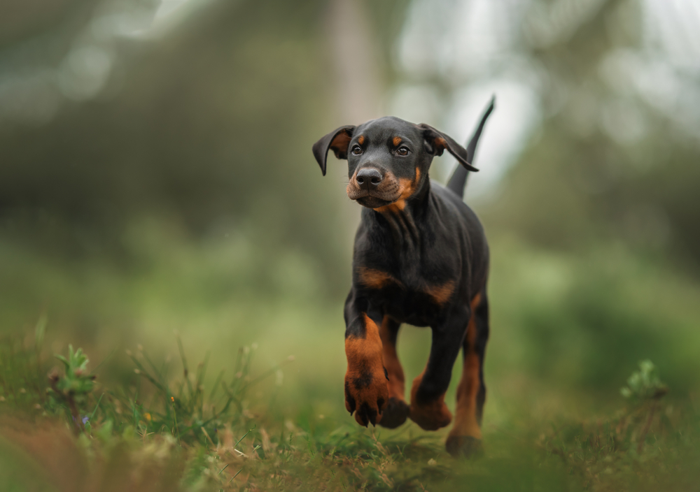 Little Doberman will become big