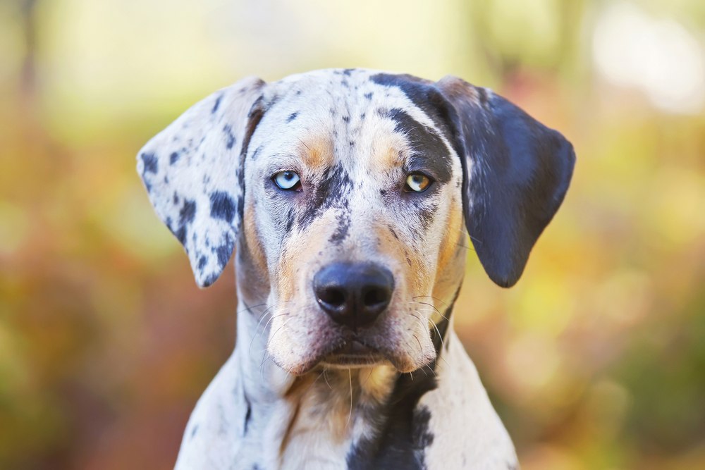 Louisiana-Catahoula-Leopard-dog