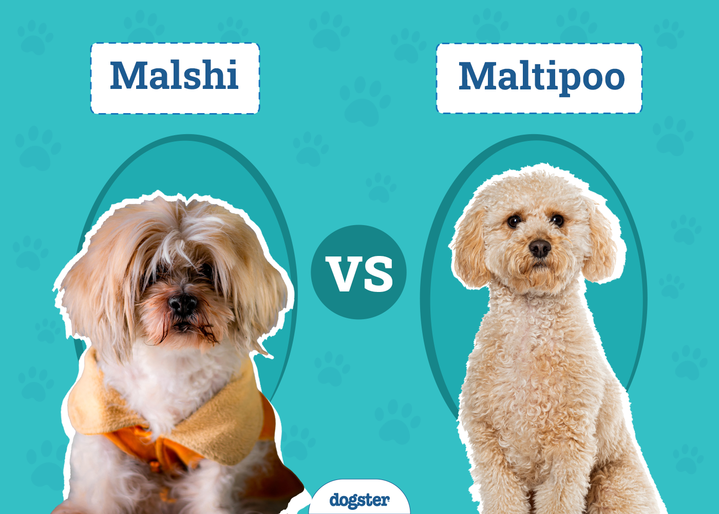 Malshi vs Maltipoo: Which One Is Right for Me? (With Pictures)