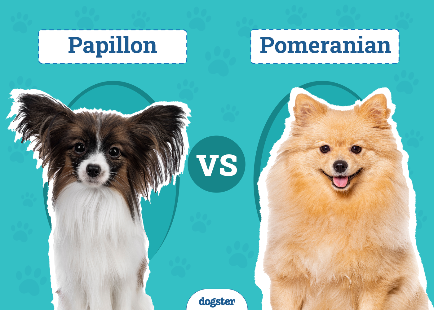Papillon vs Pomeranian: What's the Difference? (With Pictures)