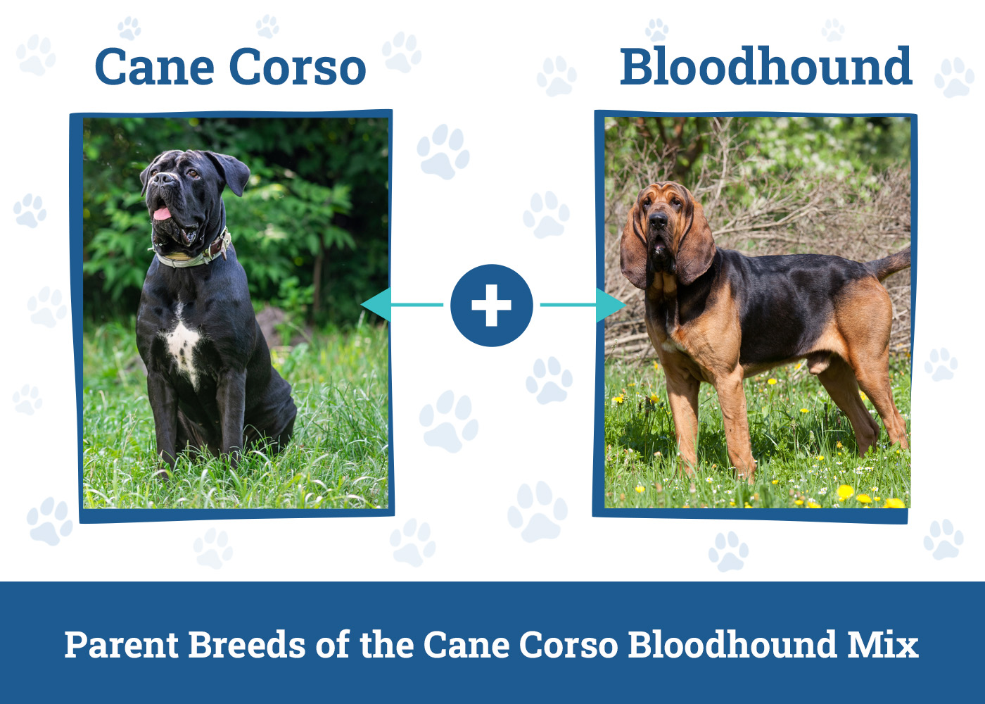 Parent Breeds of the Cane Corso Bloodhound Mix