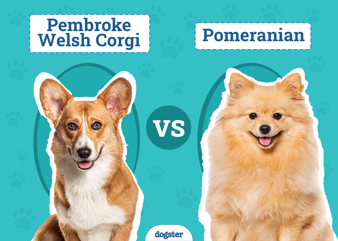 Pembroke Welsh Corgi vs Pomeranian: Key Differences & Similarities