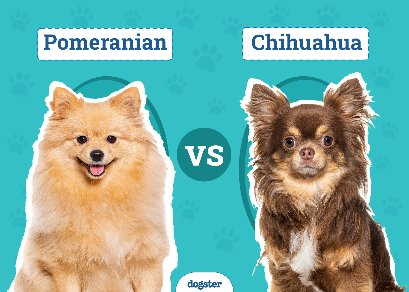 Pomeranian vs Chihuahua: Notable Differences & Similarities