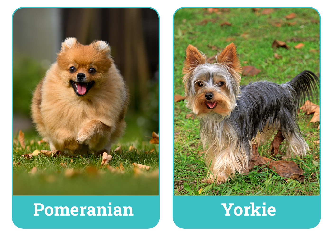 Pomeranian vs Yorkie