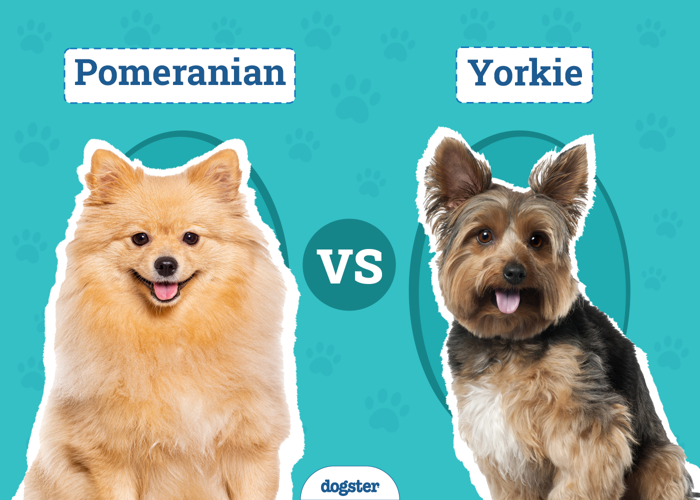 Pomeranian vs Yorkie: The Differences (With Pictures)