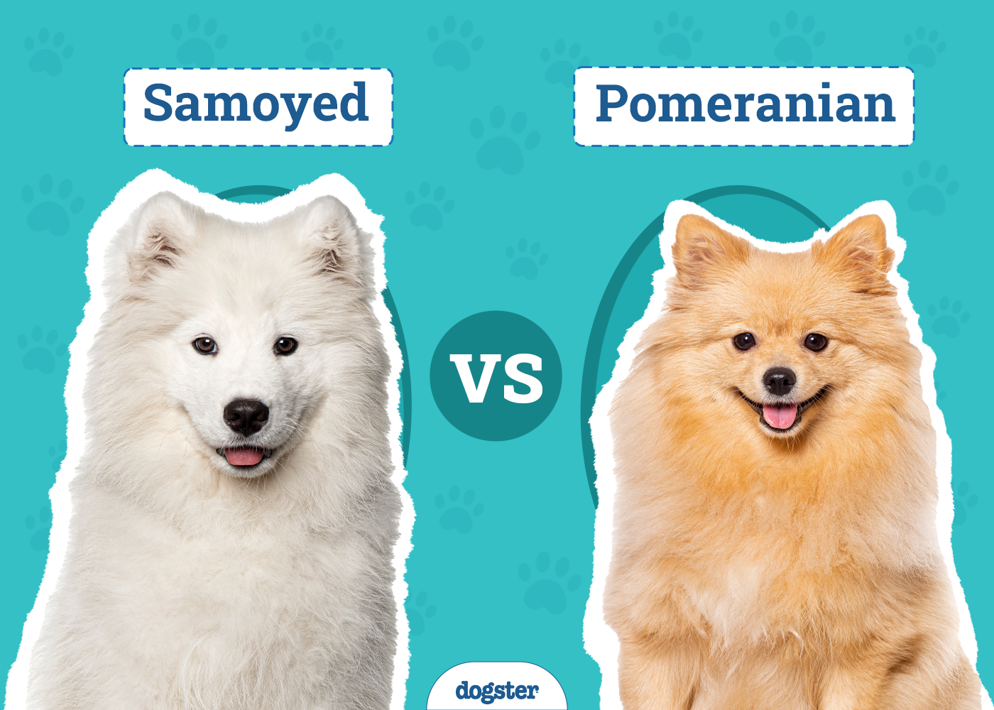 Samoyed vs Pomeranian: Notable Differences & Similarities