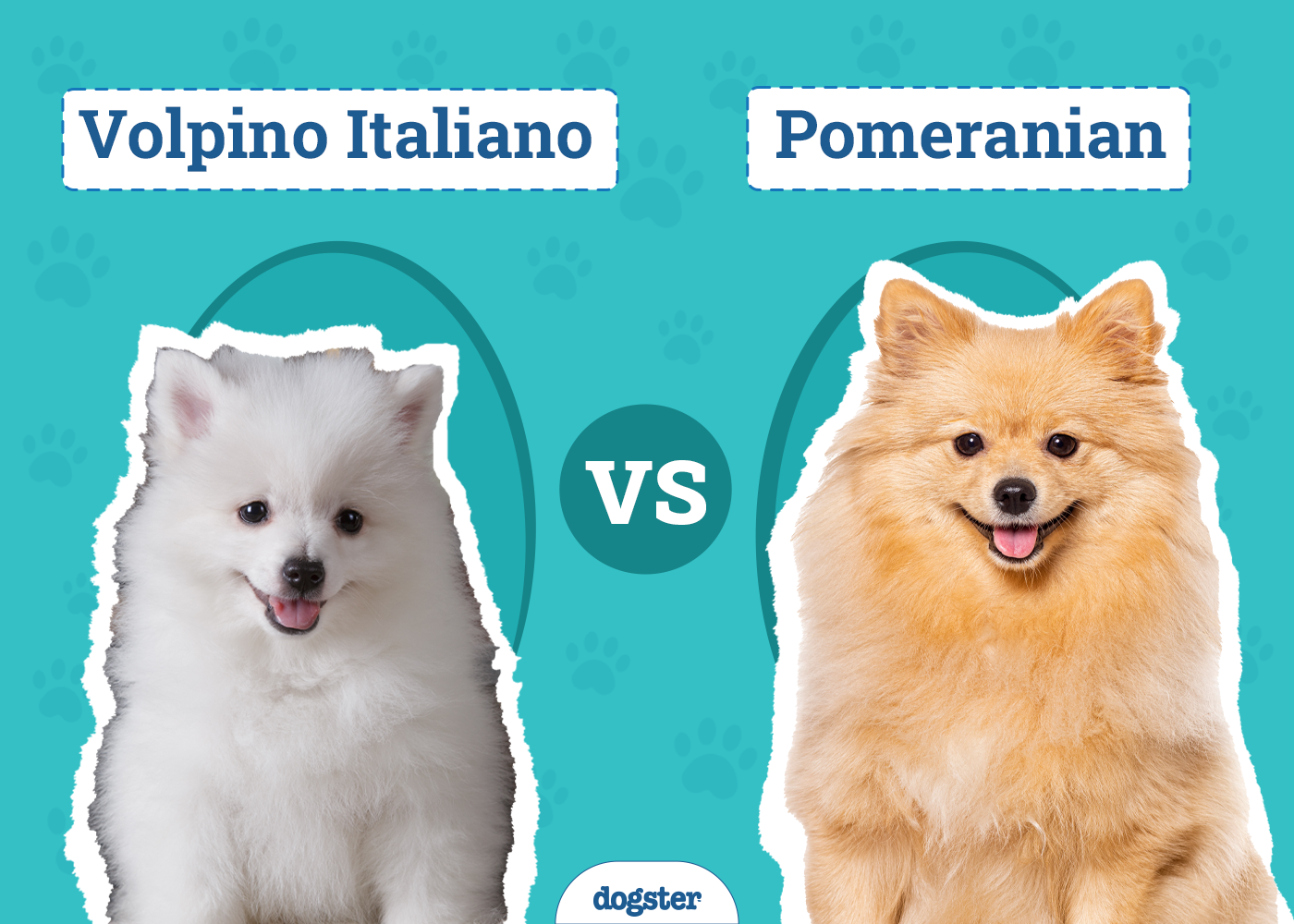 Volpino Italiano vs Pomeranian: Main Differences & Similarities