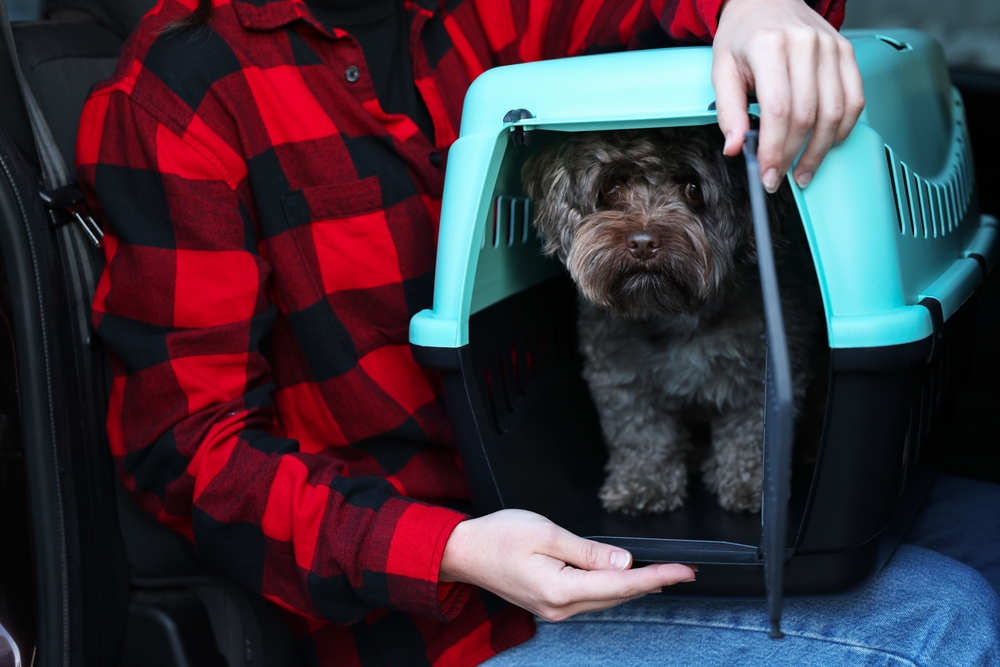 10 Best Dog Crates for RVs in 2026: Reviews & Top Picks