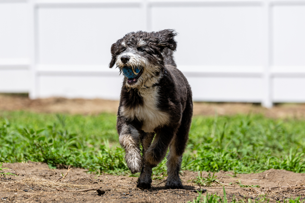 bernedoodle puppy running with toy ball in its mouth