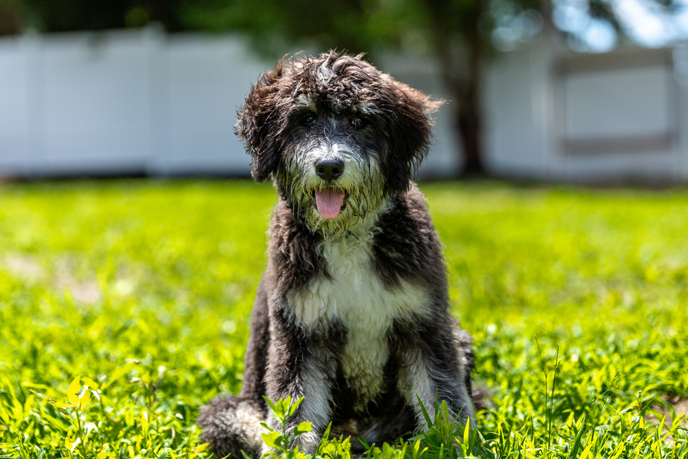 How Much Do Bernedoodles Cost? 2026 Price Guide