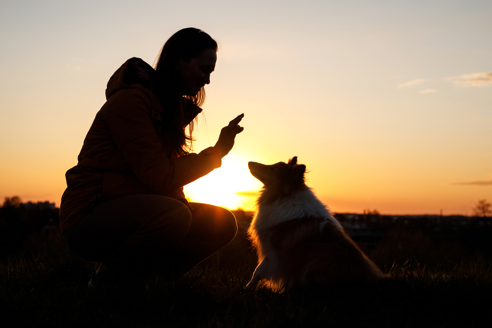 Deaf Dog Awareness Week 2026: What & When Is It?