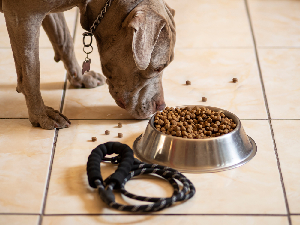 11 Best Dog Foods for Pitbulls in 2026 - Reviews & Top Picks