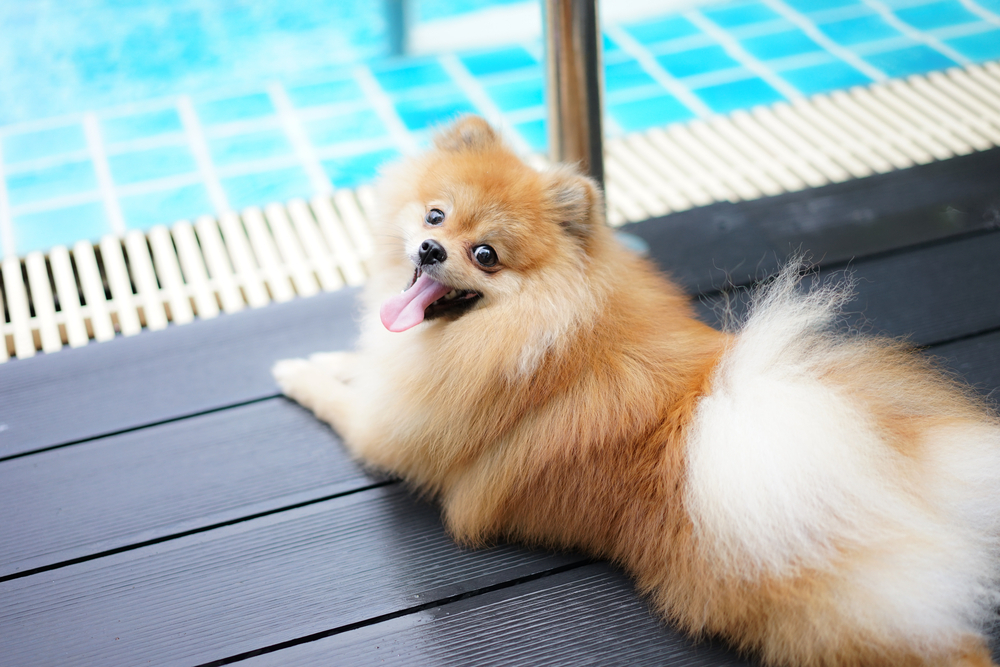 pomeranian dog near pool with water