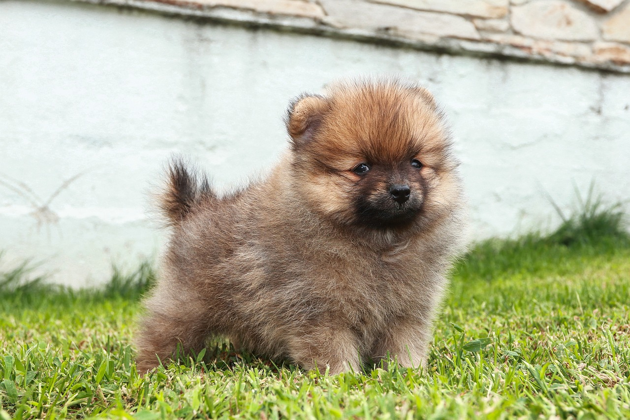 pomeranian puppy with sable coat outdoors