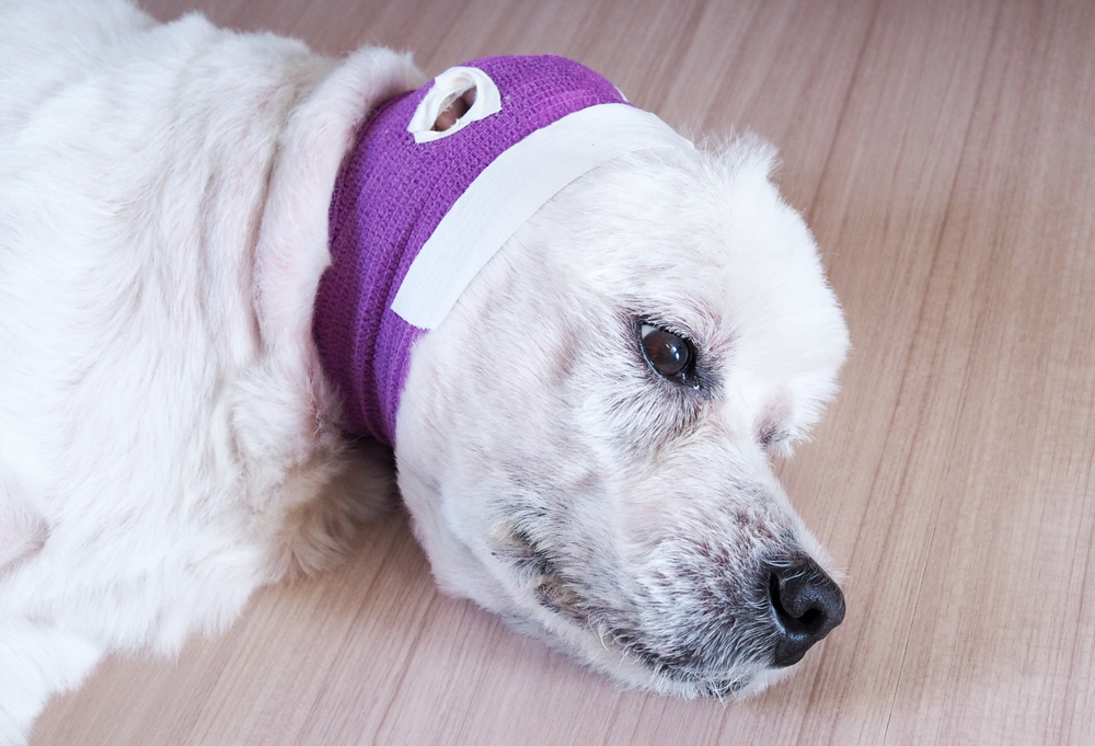 What Is the Life Expectancy of a Dog With Epilepsy? (Vet Answer)