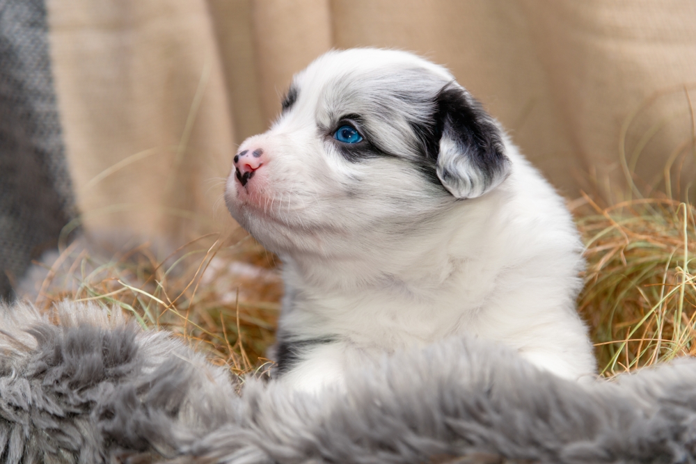 Adorable tricolor blue merle border collie puppy with blue eyes lying in a basket with hay
