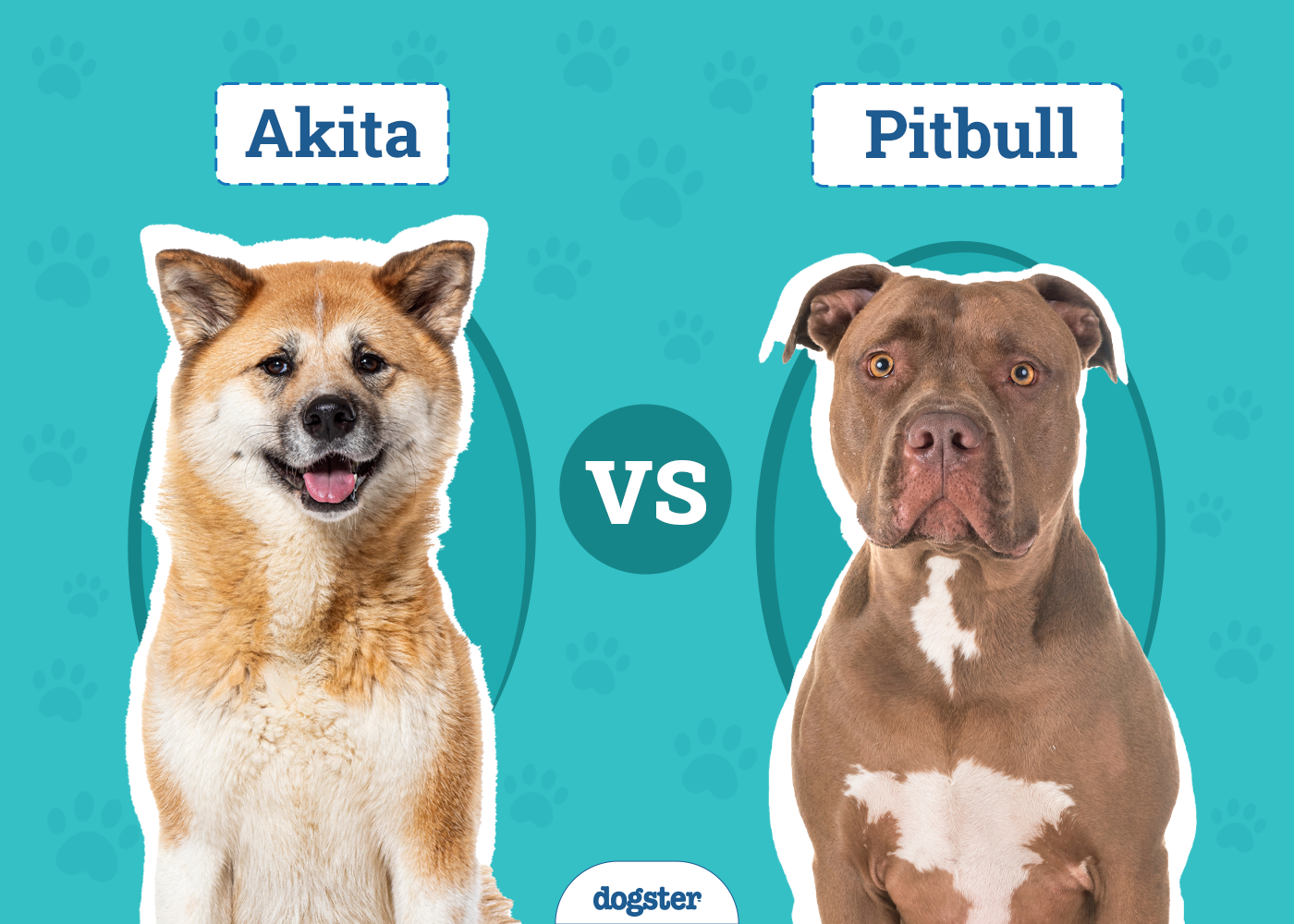 Akita vs. Pitbull: The Differences (With Pictures)