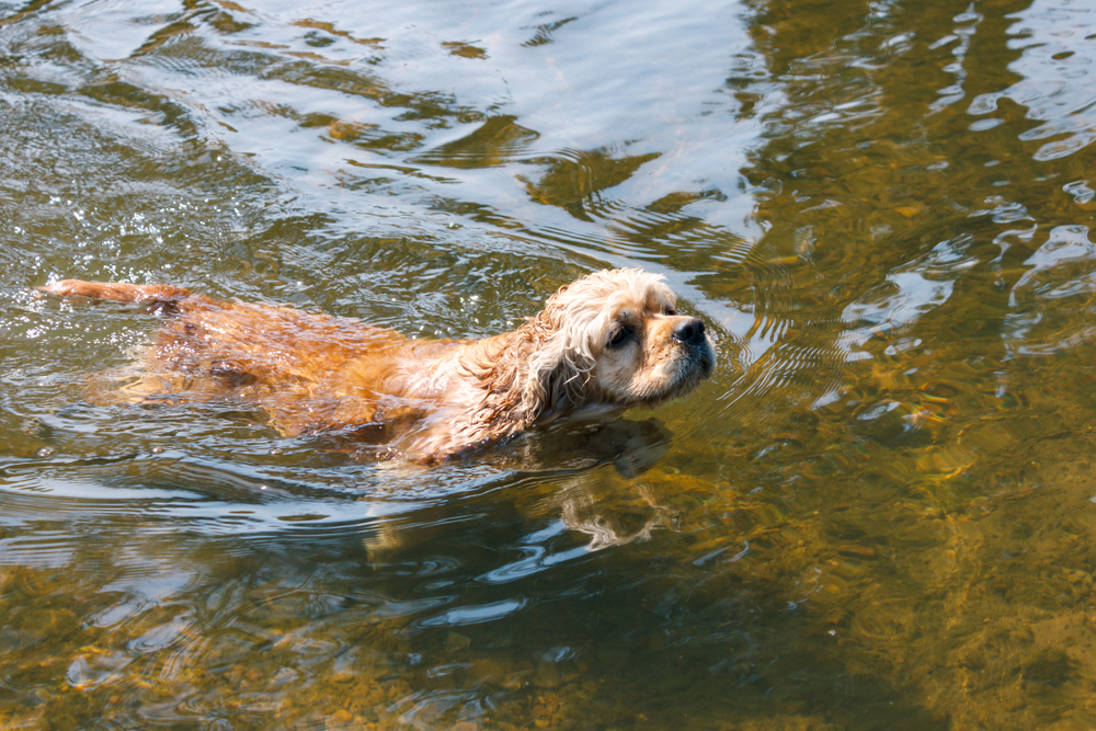 Can Cocker Spaniels Swim? Vet-Verified Facts & Tips