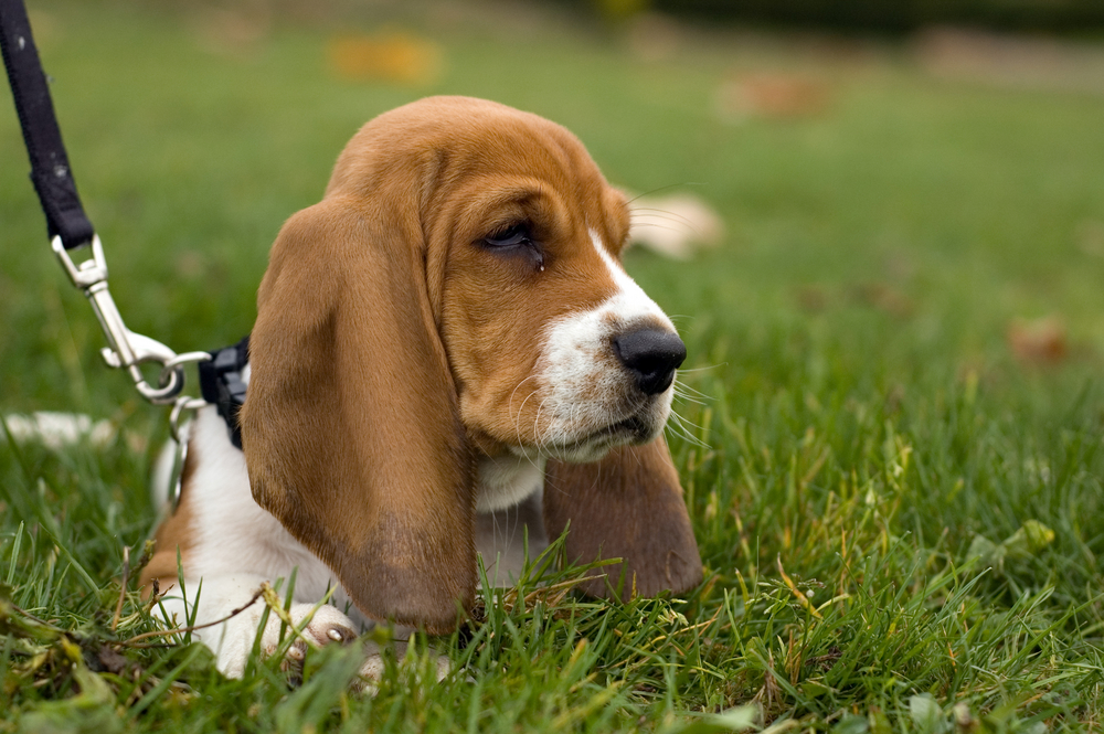 Basset Hound on a leash sitting in grass
