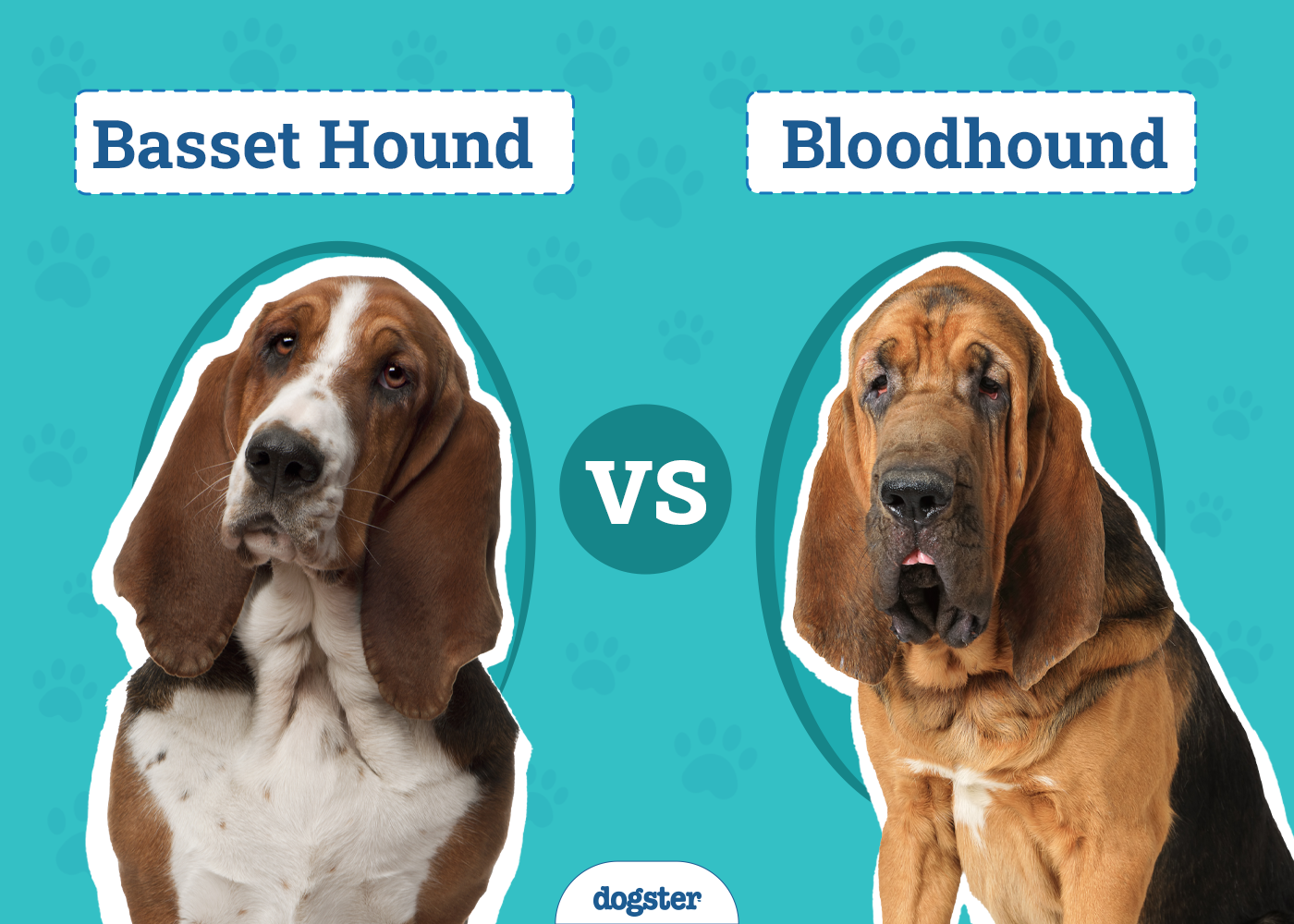 Basset Hound vs Bloodhound: Key Differences (With Info & Pictures)