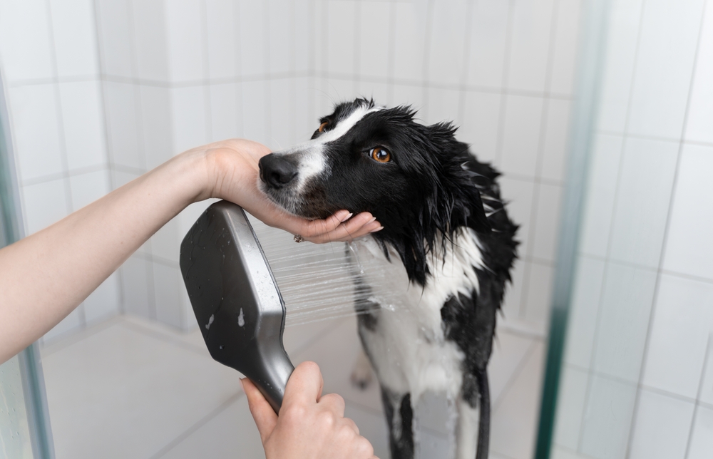 Black and white Broder Collie in the shower