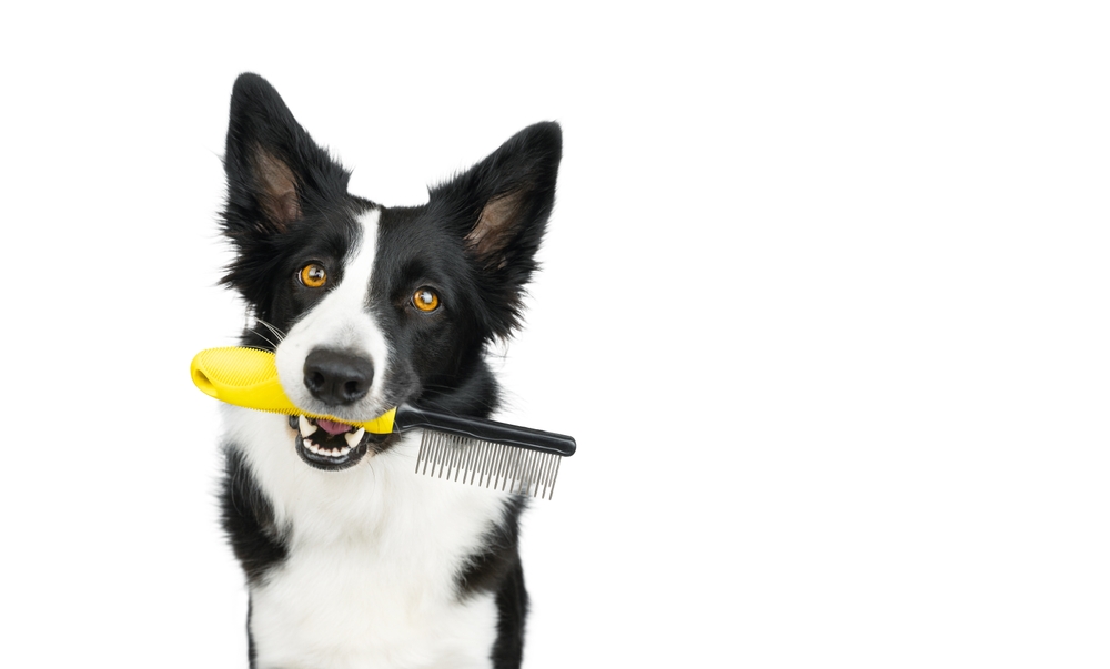 Border Collie holding a comb in its mouth