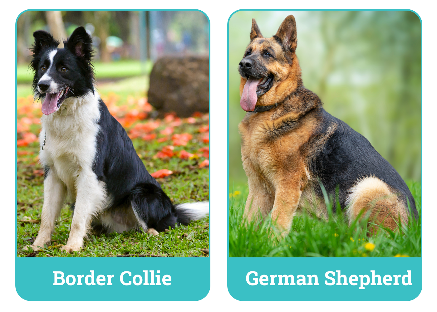 Border Collie vs German Shepherd