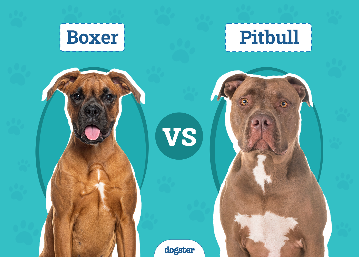 Boxer vs Pitbull: The Differences (With Pictures)