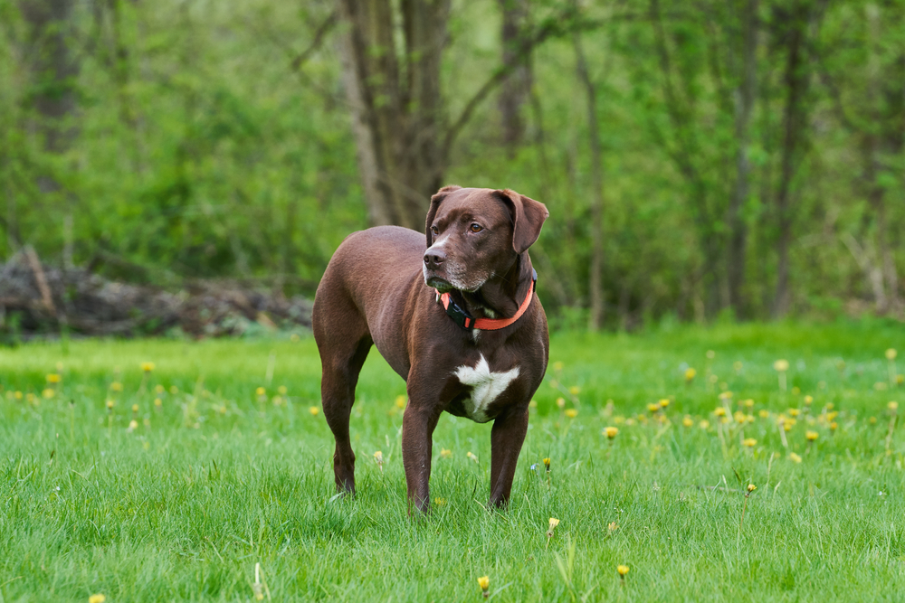 Brown Pit Bull in a Park