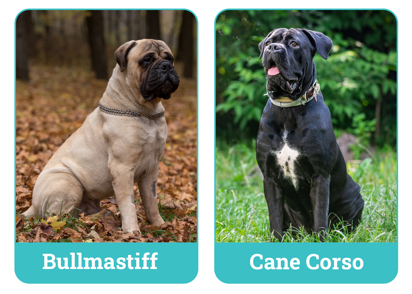 Bullmastiff vs Cane Corso