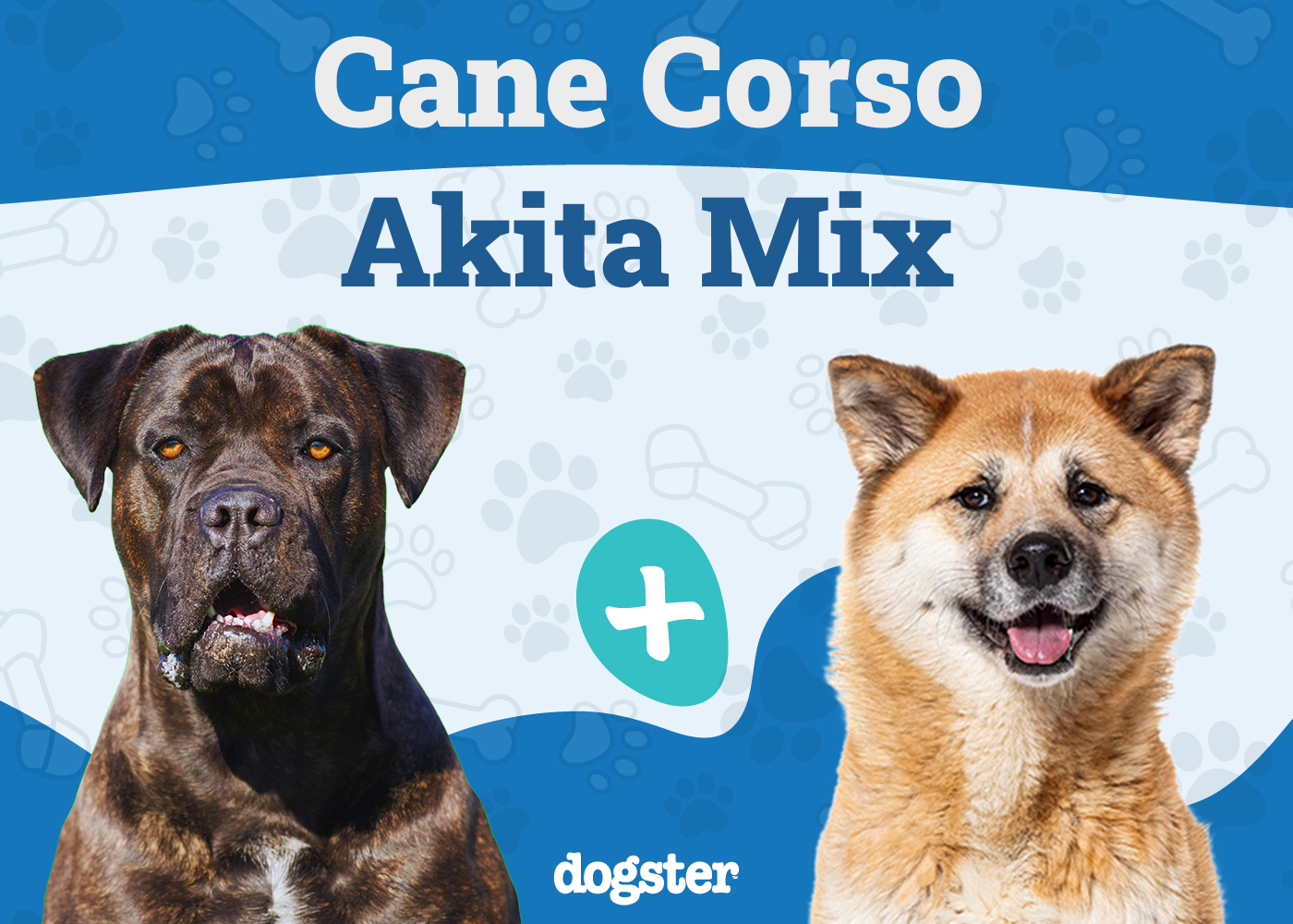 Cane Corso Akita Mix: Info, Pictures, Care Guide & More