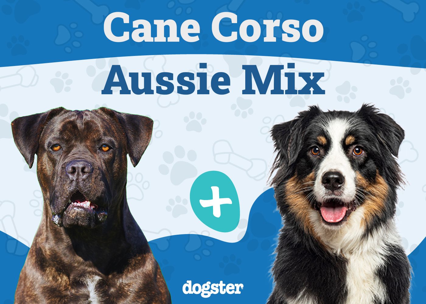 Cane Corso Australian Shepherd Mix: Info, Pictures, Care & More
