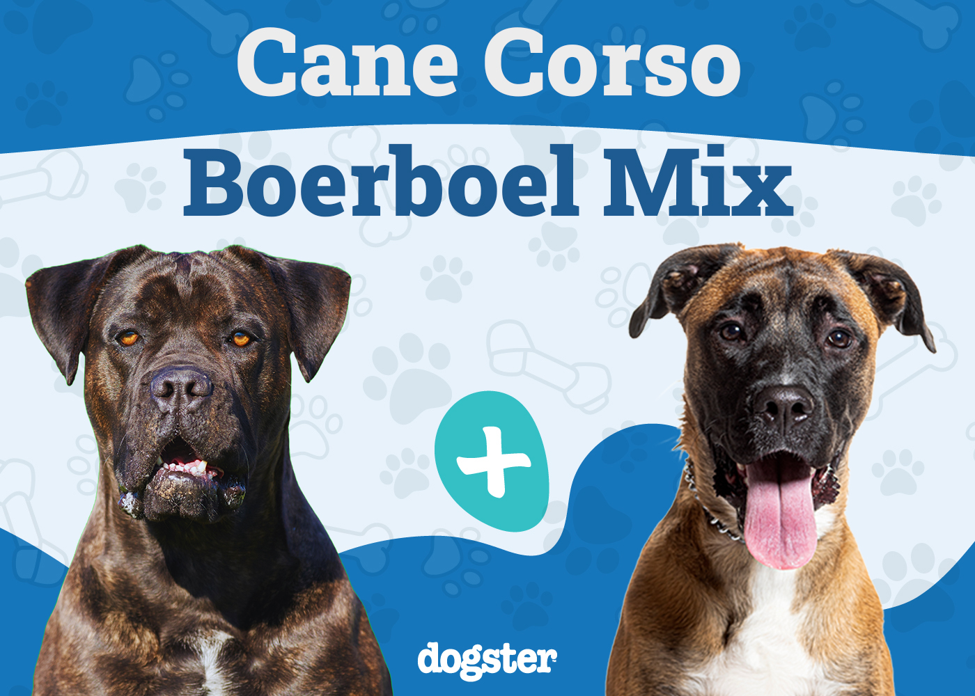 Cane Corso Boerboel Mix: Info, Pictures, Care & More
