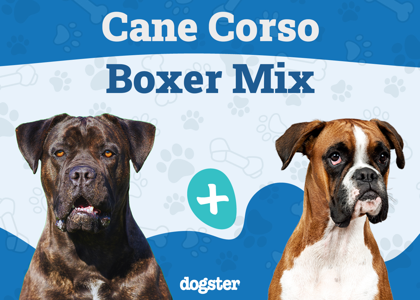 Cane Corxer Mixed Dog Breed: Info, Pictures, Care & More
