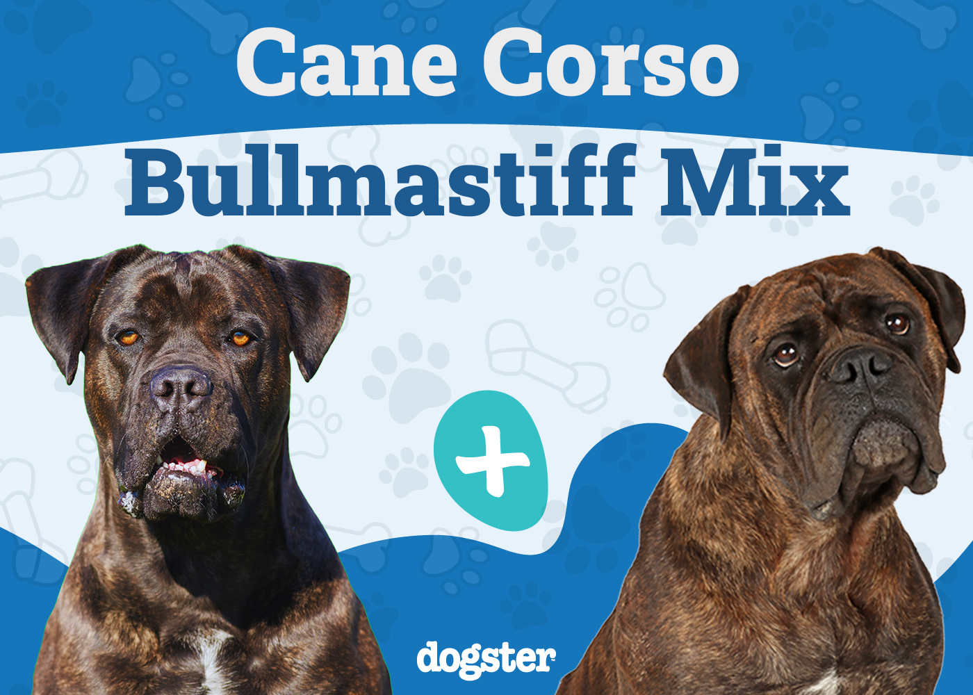 Cane Corso Bullmastiff Mix: Info, Pictures, Care & More