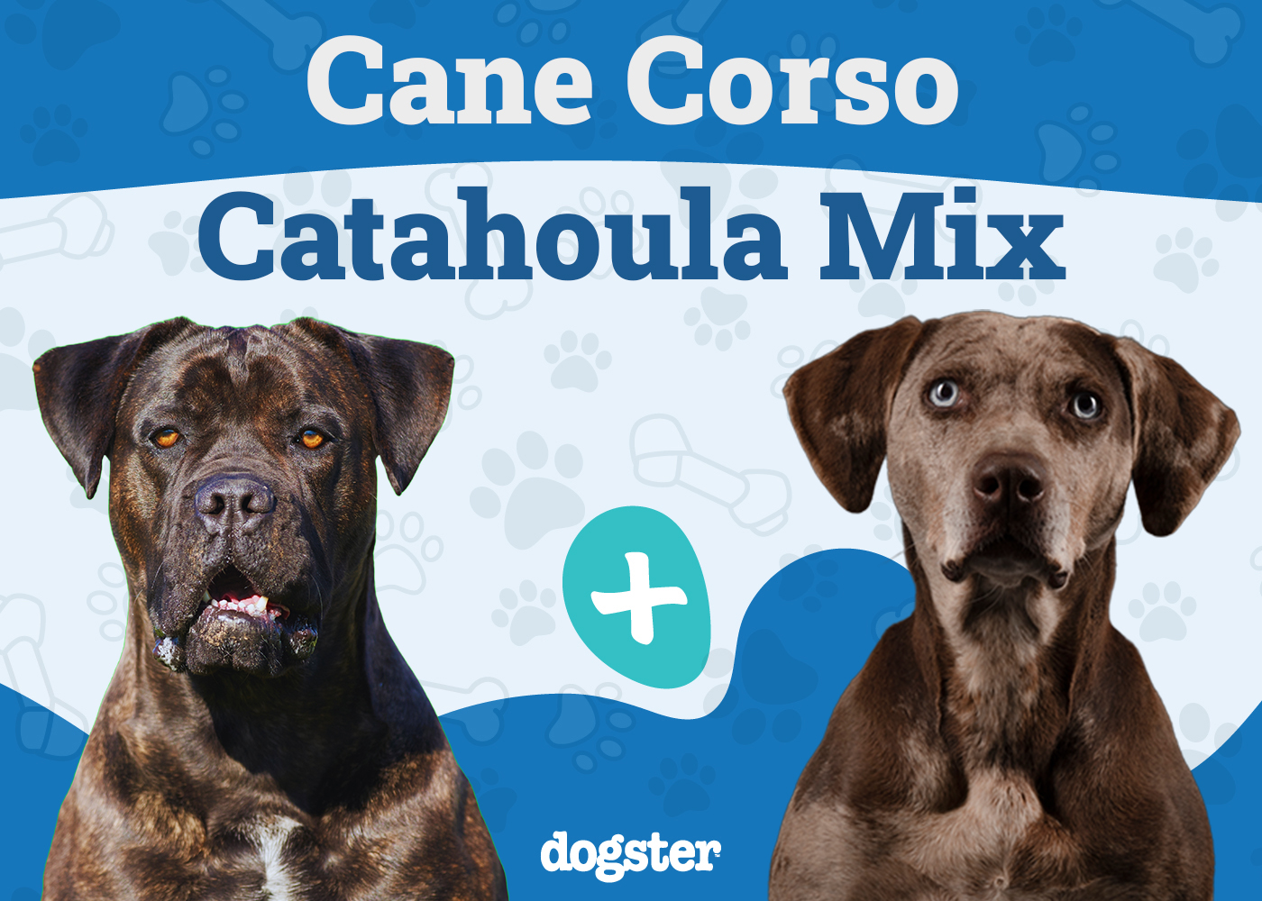 Cane Corso Catahoula Mix: Info, Pictures, Care & More
