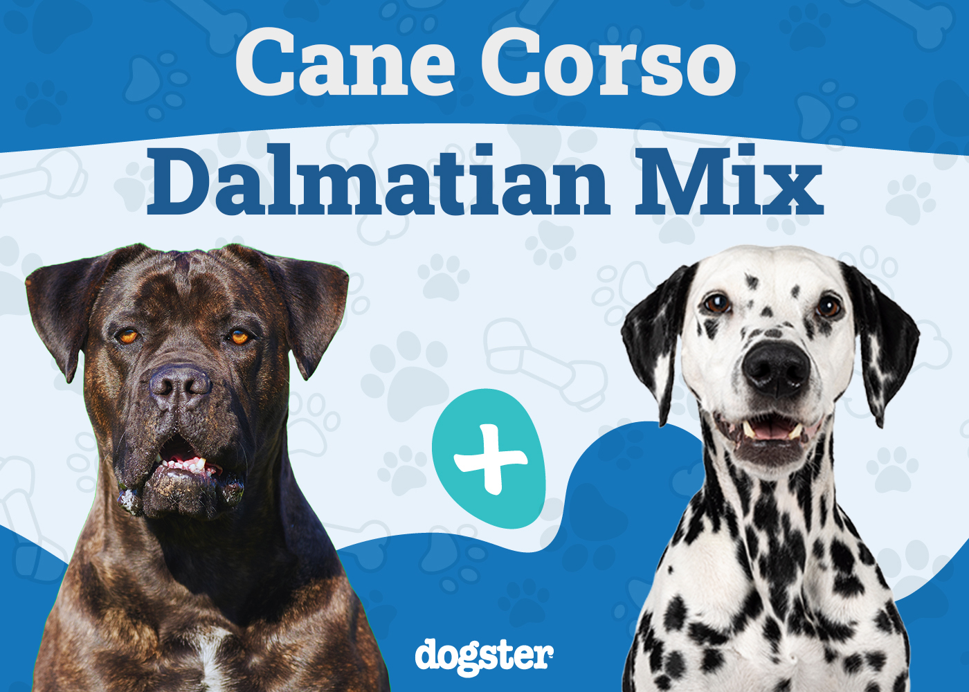 Cane Corso Dalmatian Mix: Info, Pictures, Care & More