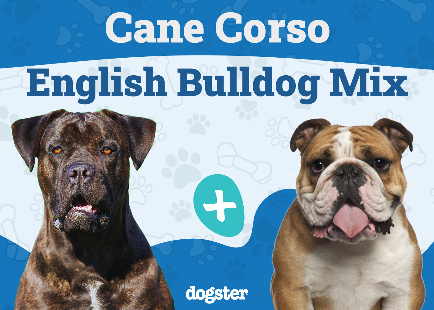Cane Corso English Bulldog Mix: Info, Pictures, Care & More