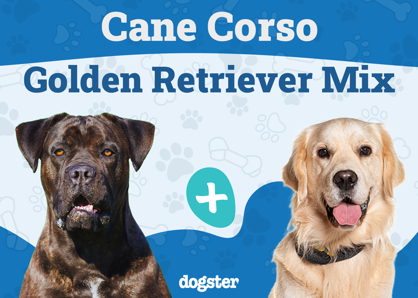 Cane Corso Golden Retriever Mix: Info, Pictures, Care & More