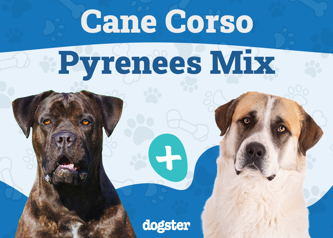 Cane Corso Great Pyrenees Mix: Info, Pictures, Care & More