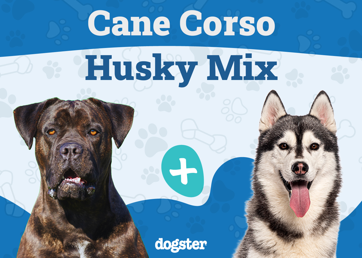 Cane Corso Husky Mix: Info, Pictures, Care & More