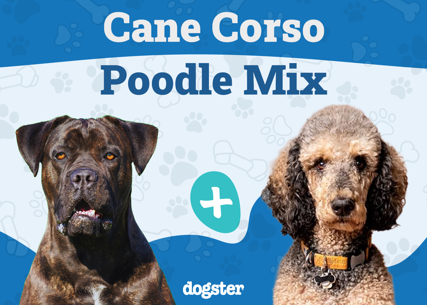 Cane Corso Poodle Mix: Info, Pictures, Traits & More