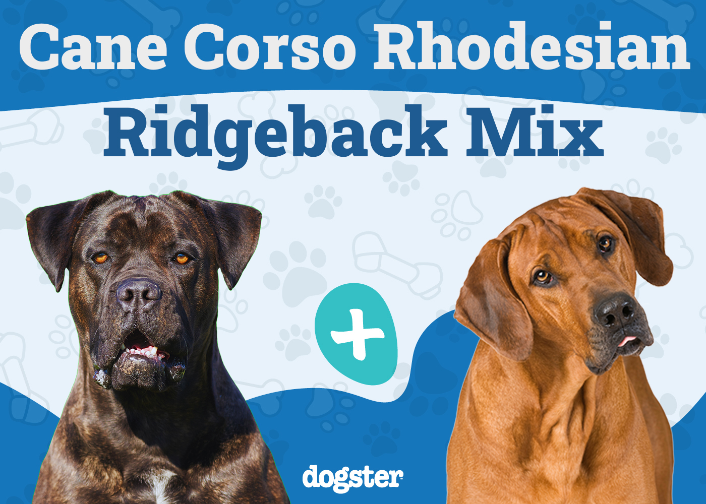Cane Corso Rhodesian Ridgeback Mix: Info, Pictures, Care & More