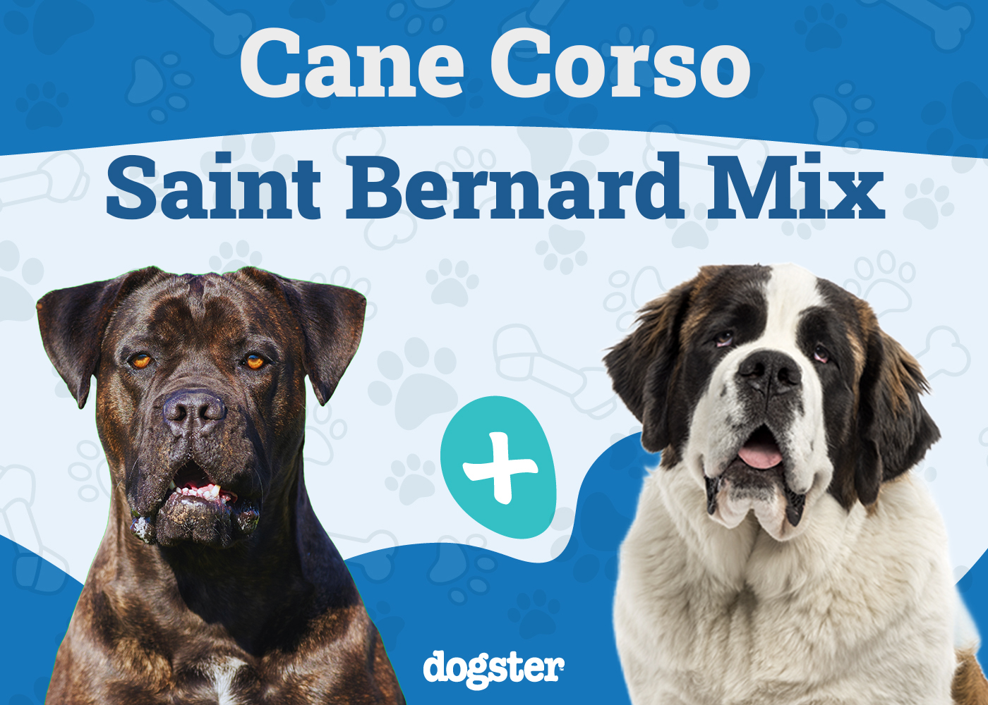 Cane Corso St. Bernard Mixed Dog Breed: Info, Pictures, Care & More