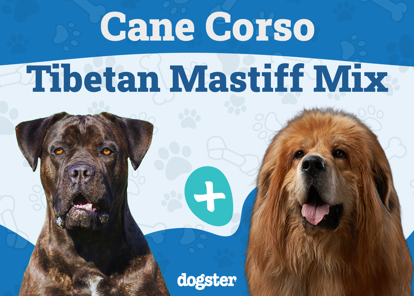 Cane Corso Tibetan Mastiff Mix: Info, Pictures, Care & More