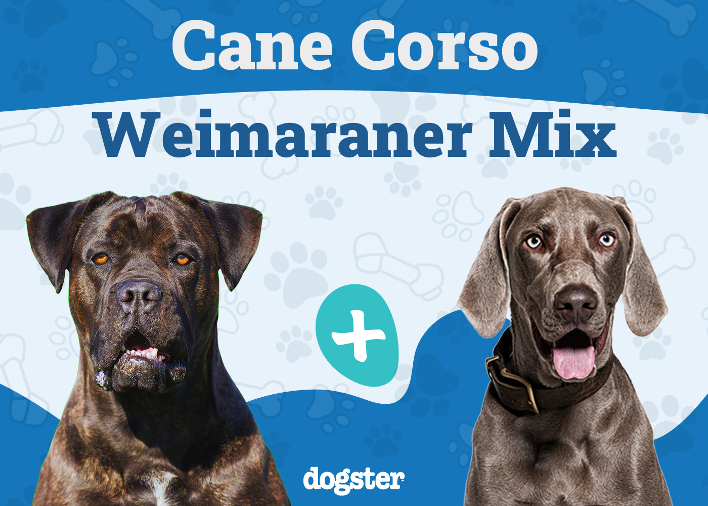 Cane Corso Weimaraner Mix: Info, Pictures, Care & More