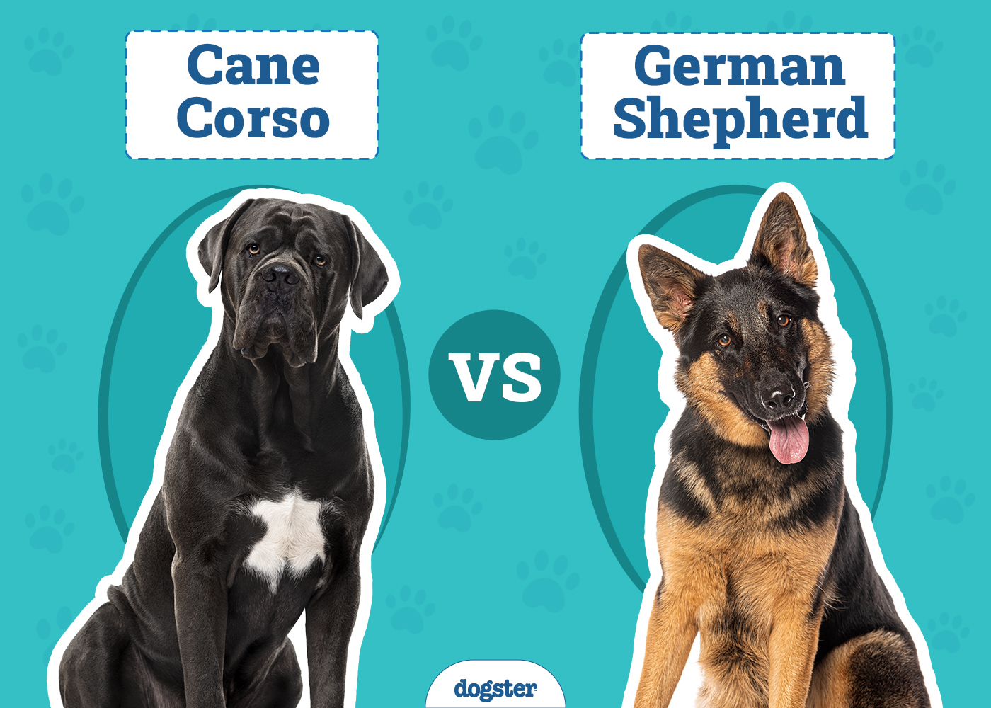 Cane Corso vs German Shepherd: Key Differences (With Pictures)