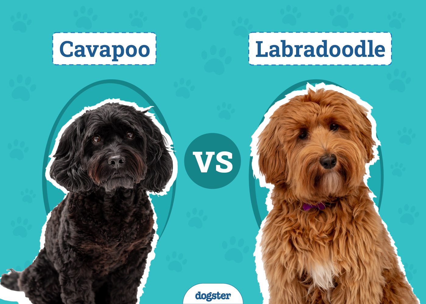 Cavapoo vs Labradoodle: The Differences Explained (With Pictures)